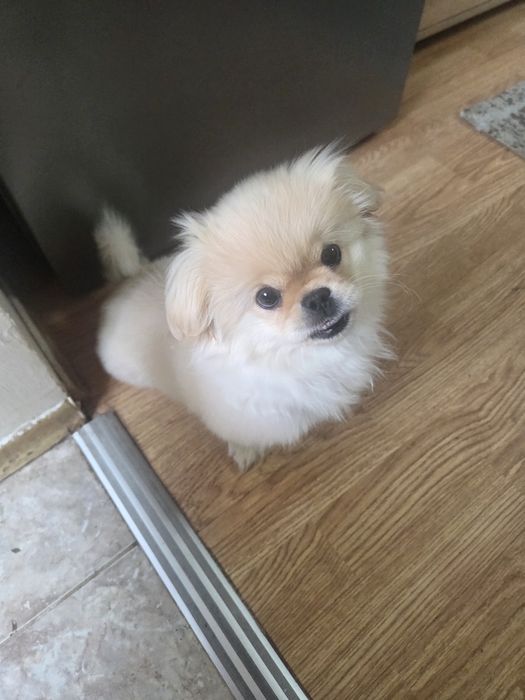 Пркинез 3 месеца