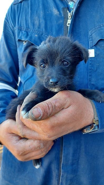 Отдам даром в хорошие руки