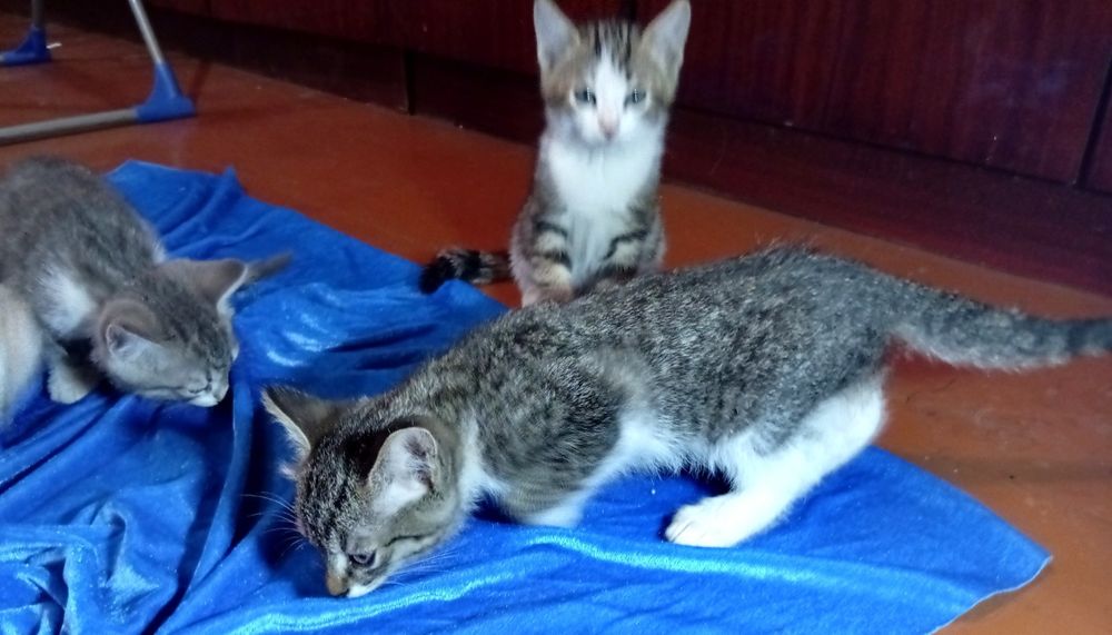 Отдам котят бесплатно