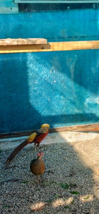 Pereche fazani auriu pe roșu  maturi si tineret