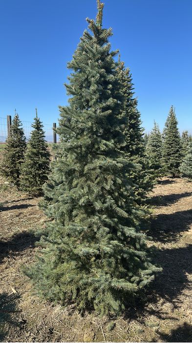 Brazi Argint si verzi la comanda