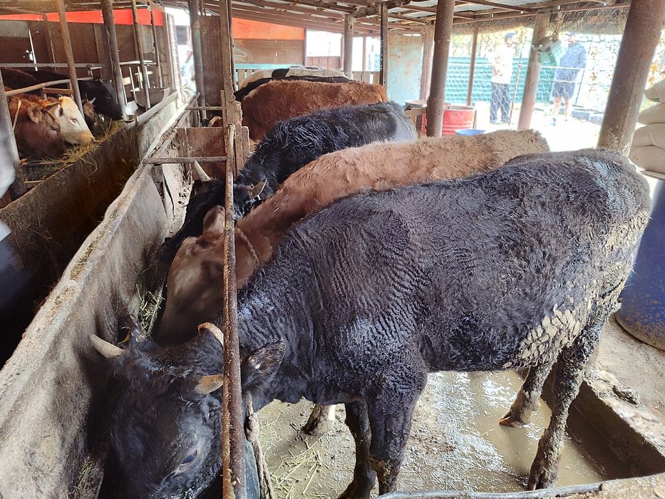 Продам телок КРС