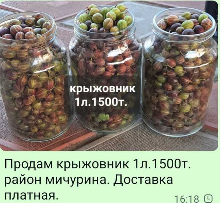 Крыжовник сладкий