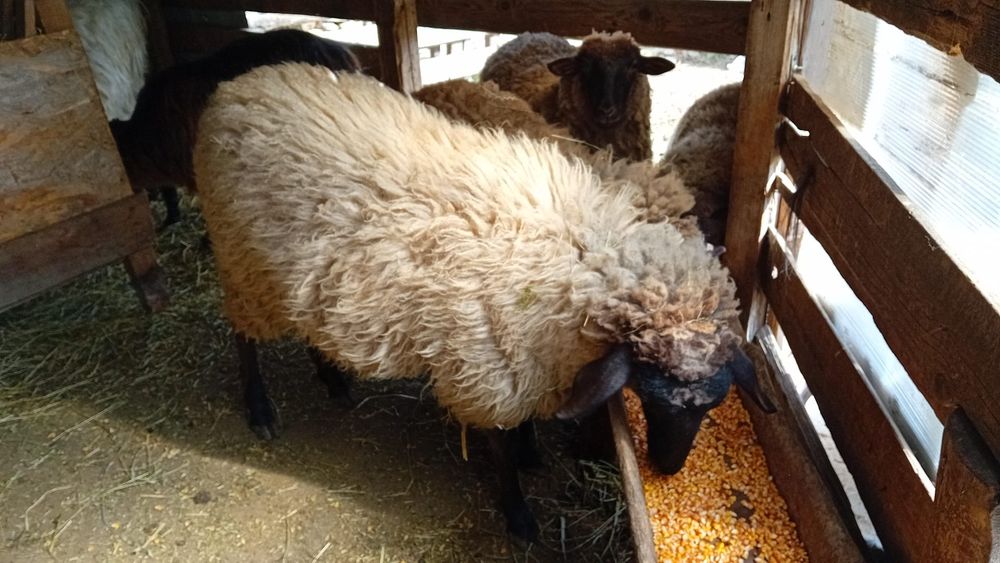 Vând 4 carlani de anu trecut