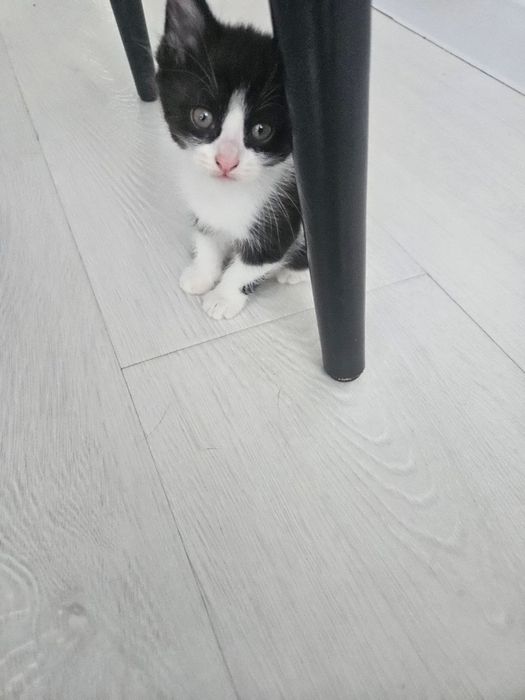 Отдам даром домашние котята