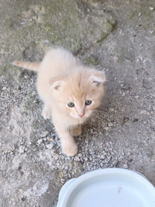 Котята бесплатно