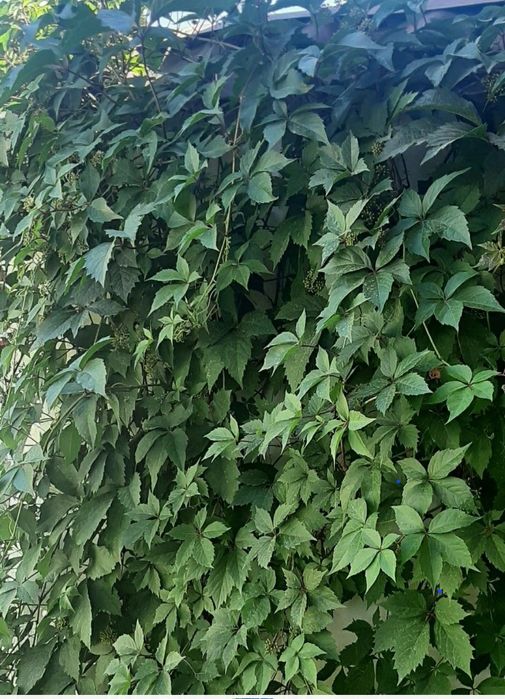 Цветы      Цветы