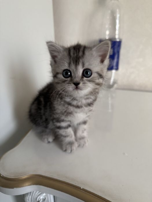 Кошка,котёнок,котята