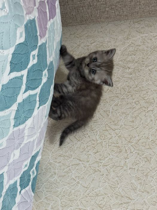 Породистый котенок