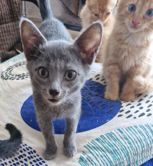 отдам котят в добрые руки