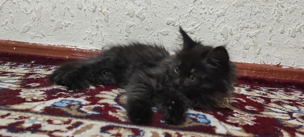 Катенька бесплатно отдаём