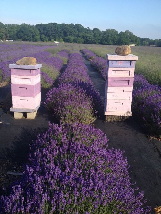 Stupi cu albine (schimb)