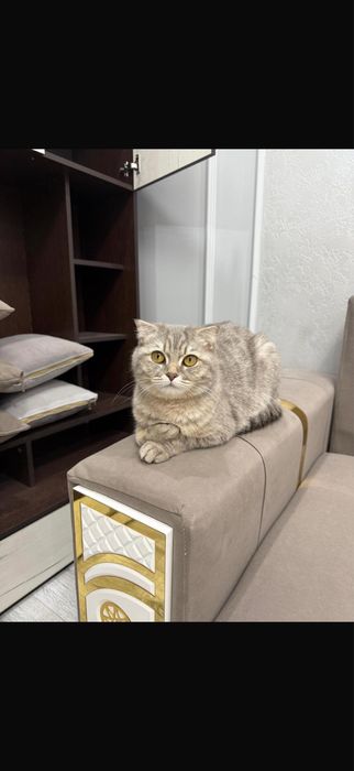 Отдам в хорошие руки