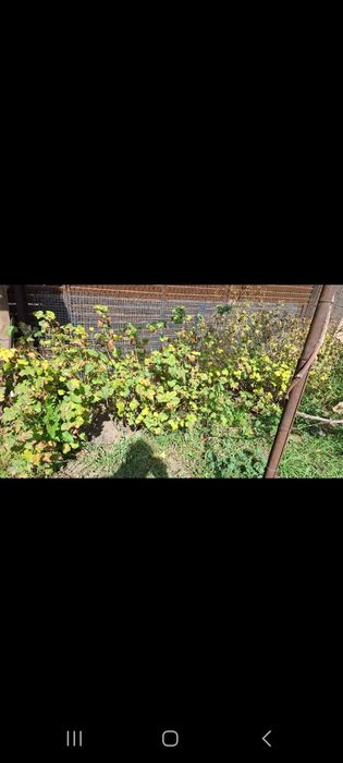 Продам кусты смородина чёрная и красная