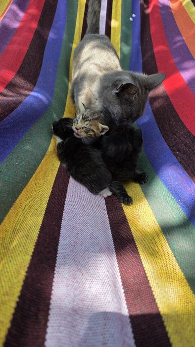 Подаряват малки котенца три броя.