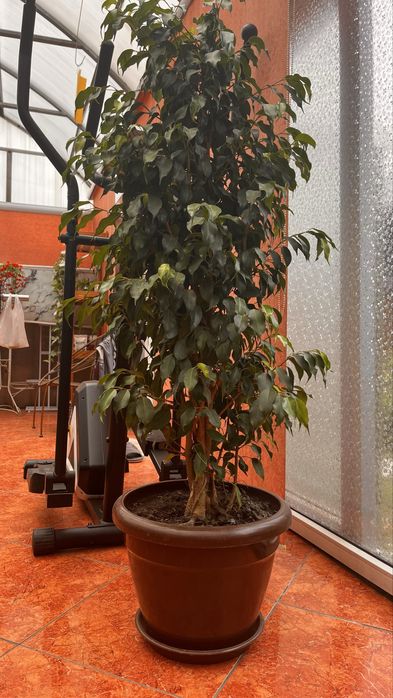 Фикус Бенджамина