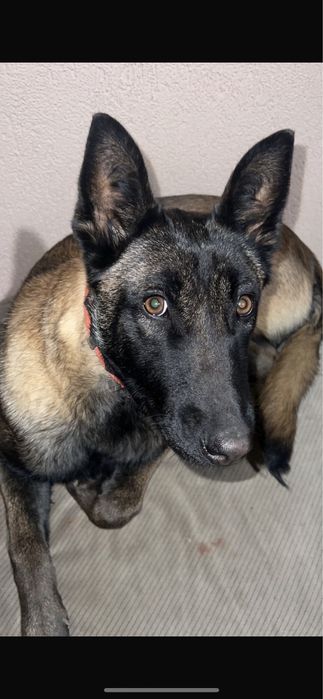 Donez belgian malionis femela