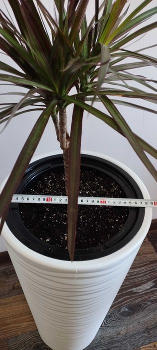 Комнатные цветы для офисов и для дома