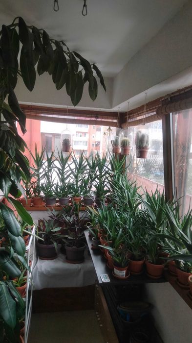 Vând Plante mature de Aloe Vera în ghiveci