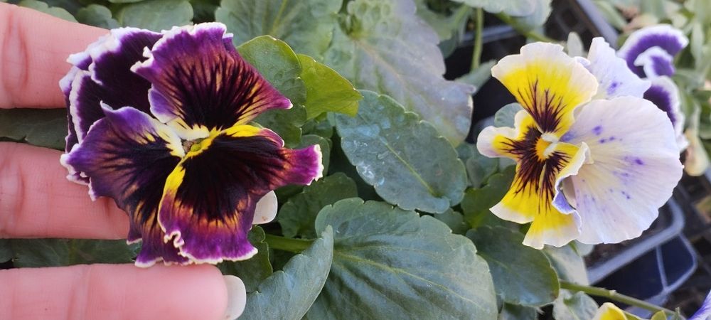 Продавам теменужки