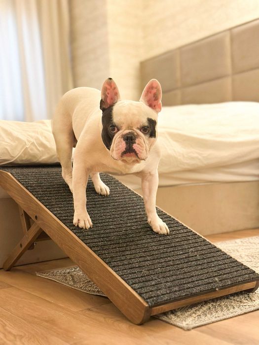 Регулиращи рампи за кучета