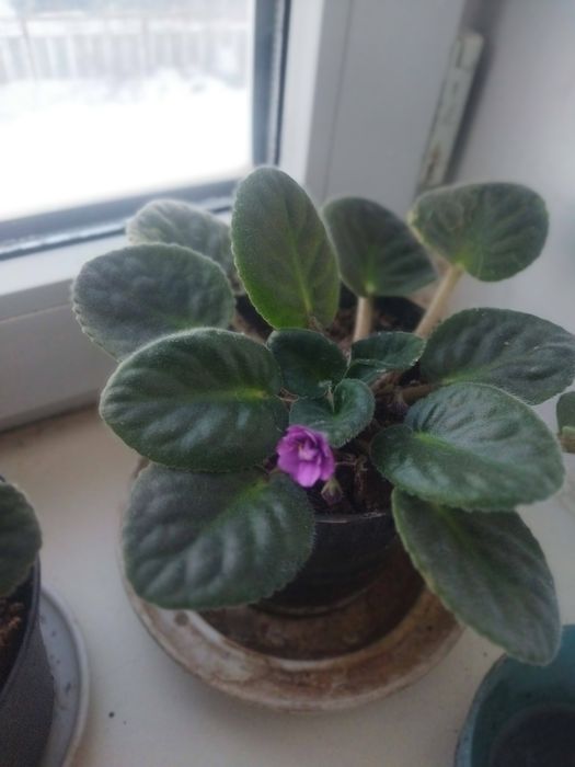 Продам комнатные цветы фиалки.