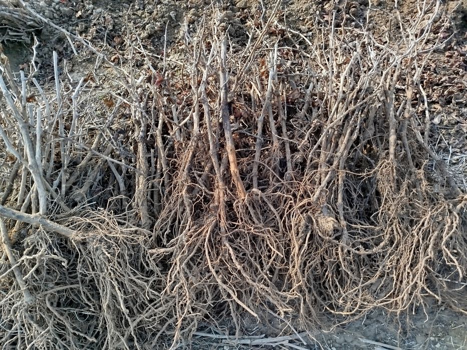 Koʻchatlar sotiladi