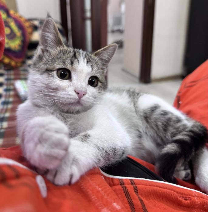 Котёнок в добрые руки