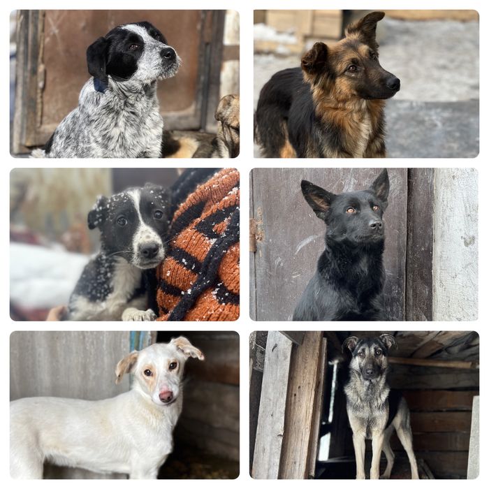 Собаки в хорошие руки