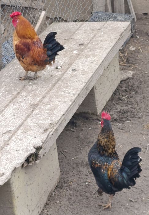 Cocoși   de ornament