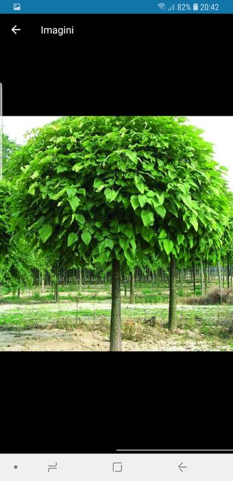 Vindem catalpa calitate