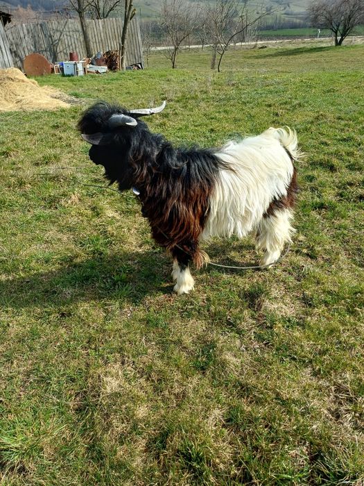 Țap de un an tel 600 Ron