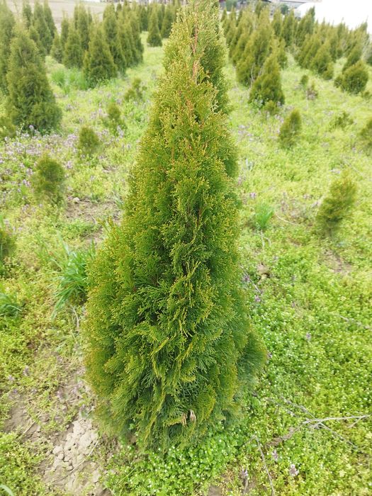 Tuia Smarald cu balot de pământ.