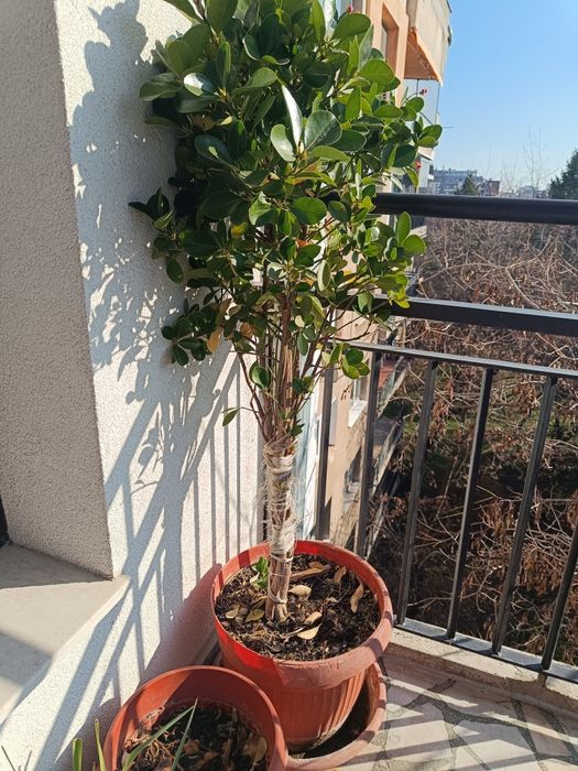 Многогодишен зелен храст. Euonymus japonicus, драцена, лирата,