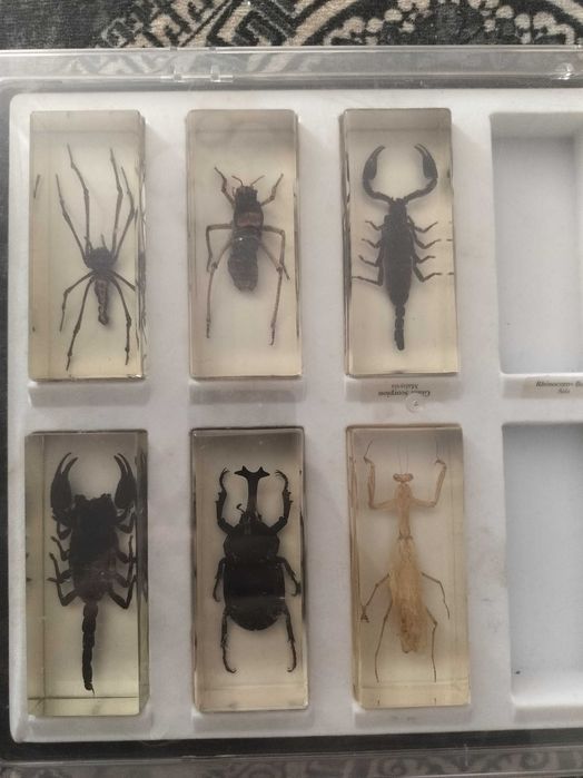 Lot 20 insecte în rășină