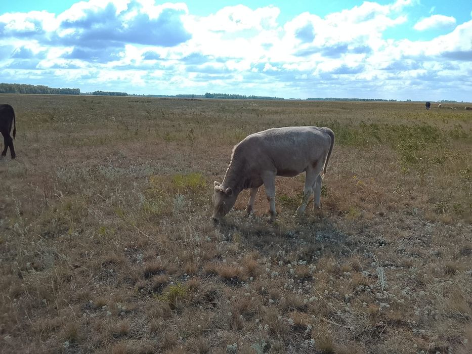 Продам телят подсосных