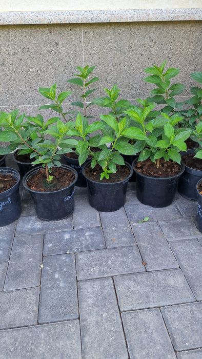 Метельчатые гортензии