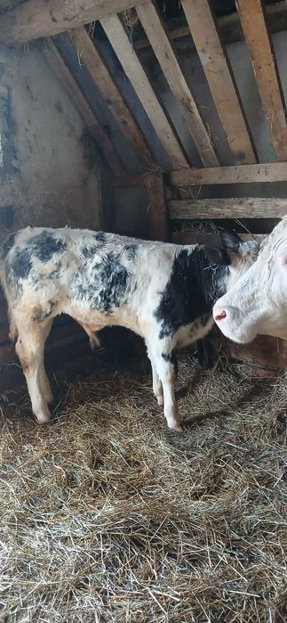 Vaca cu vițel de vânzare