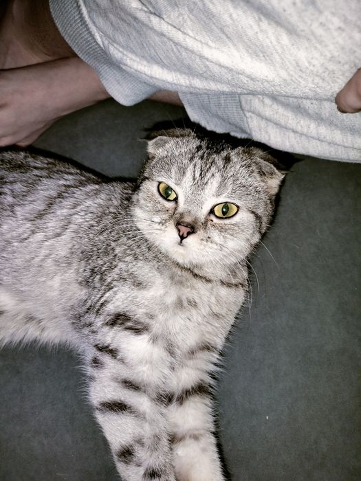 Котёнок ищет кота на вязку