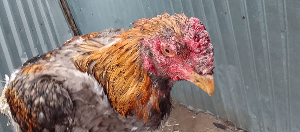 Продам питуха цена 15000