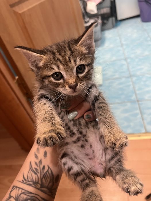 Маленькие котята 1,5 месяца