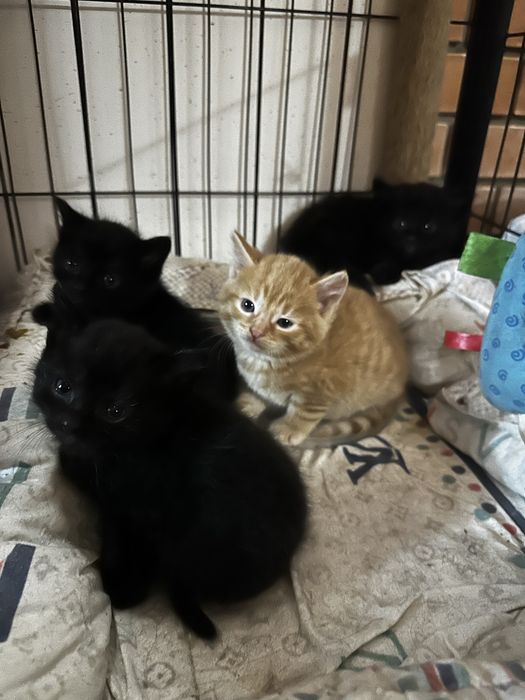 Котята от мышеловки