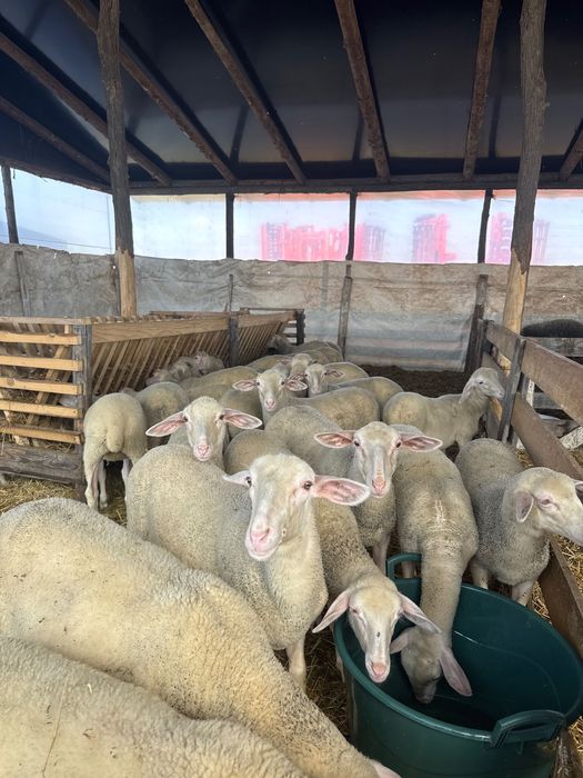 Mieoare rasă pură Lacaune