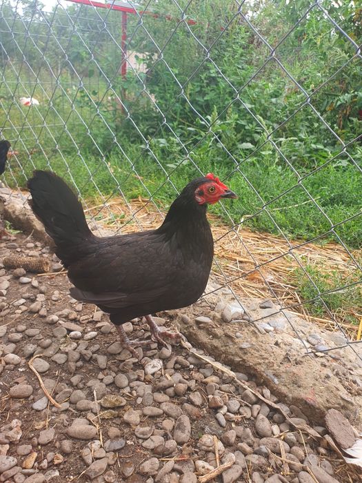 Perche găini pitice