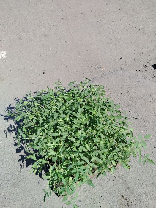 Продам помидоры ящиком, низко рослые.