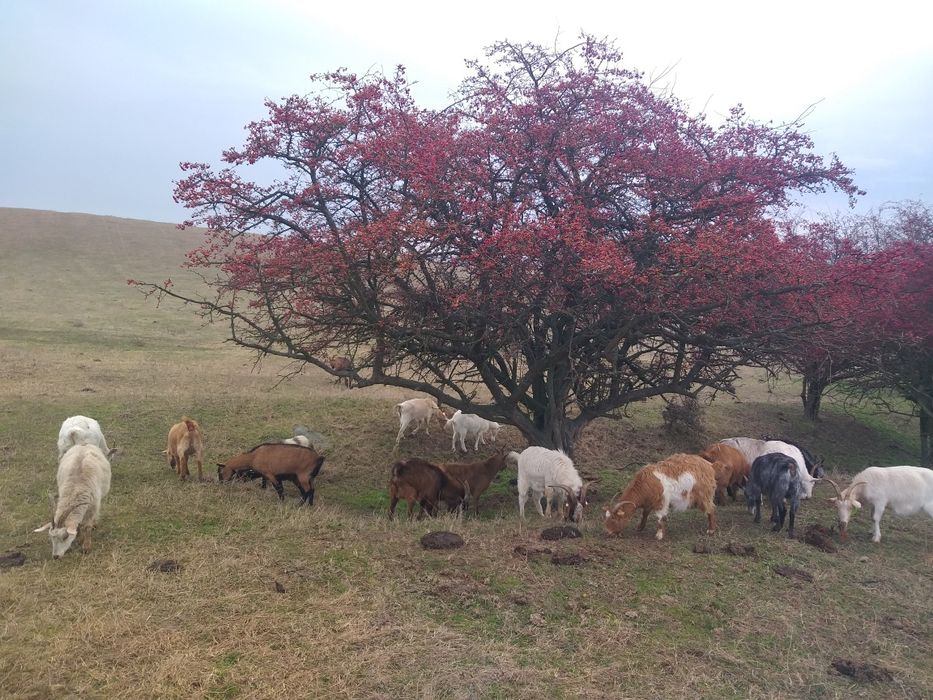 Carne de ied promoție 2026