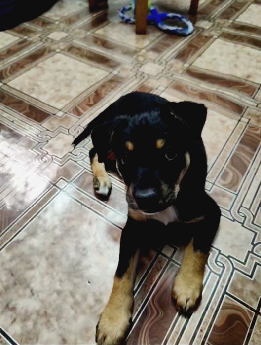 Щенок Вася ищет дом