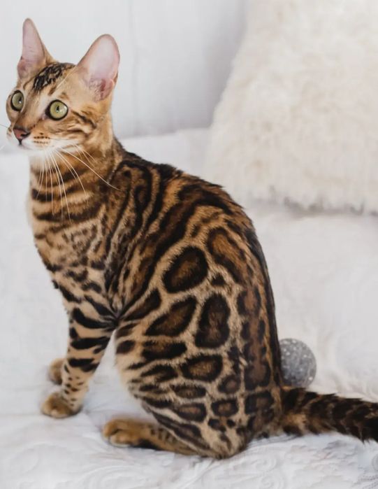 Котята Бенгальской породы