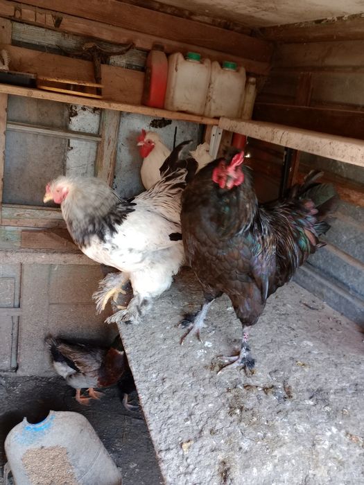 Vând 4 cocoșei moțați încălțați