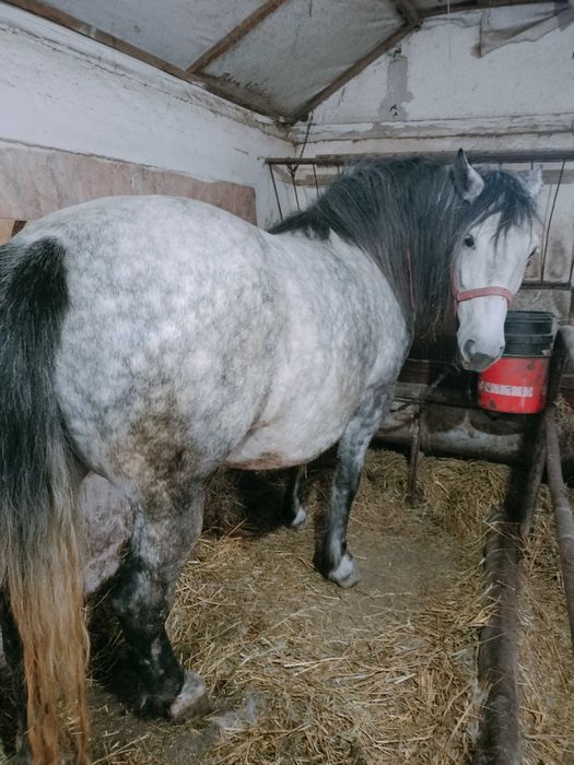 Vând iapă gestantă cu mânz